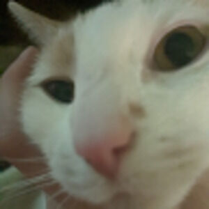 Meet your Posher, Izzy